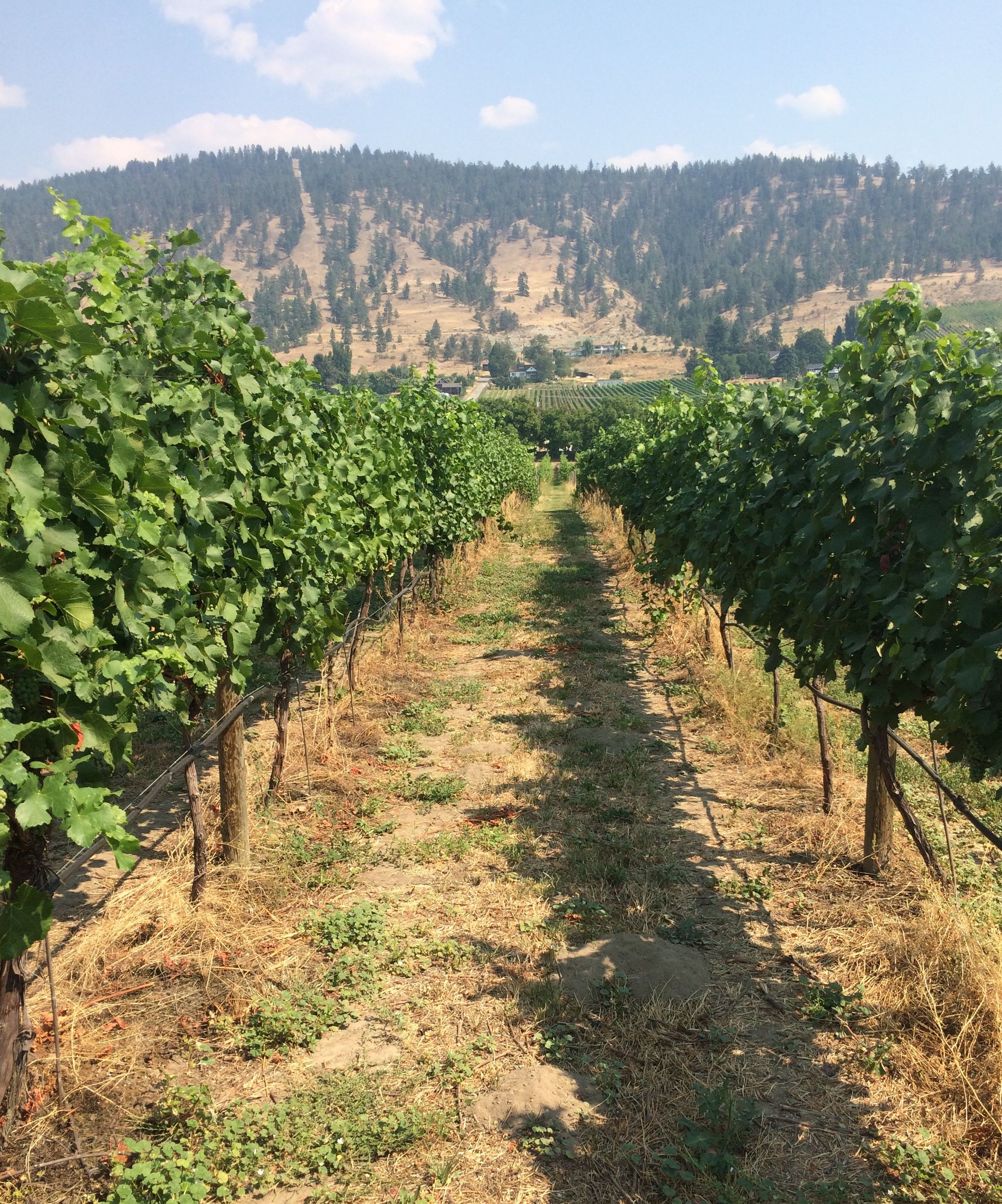 Row of Vines at Terroir Dragon Vineyards