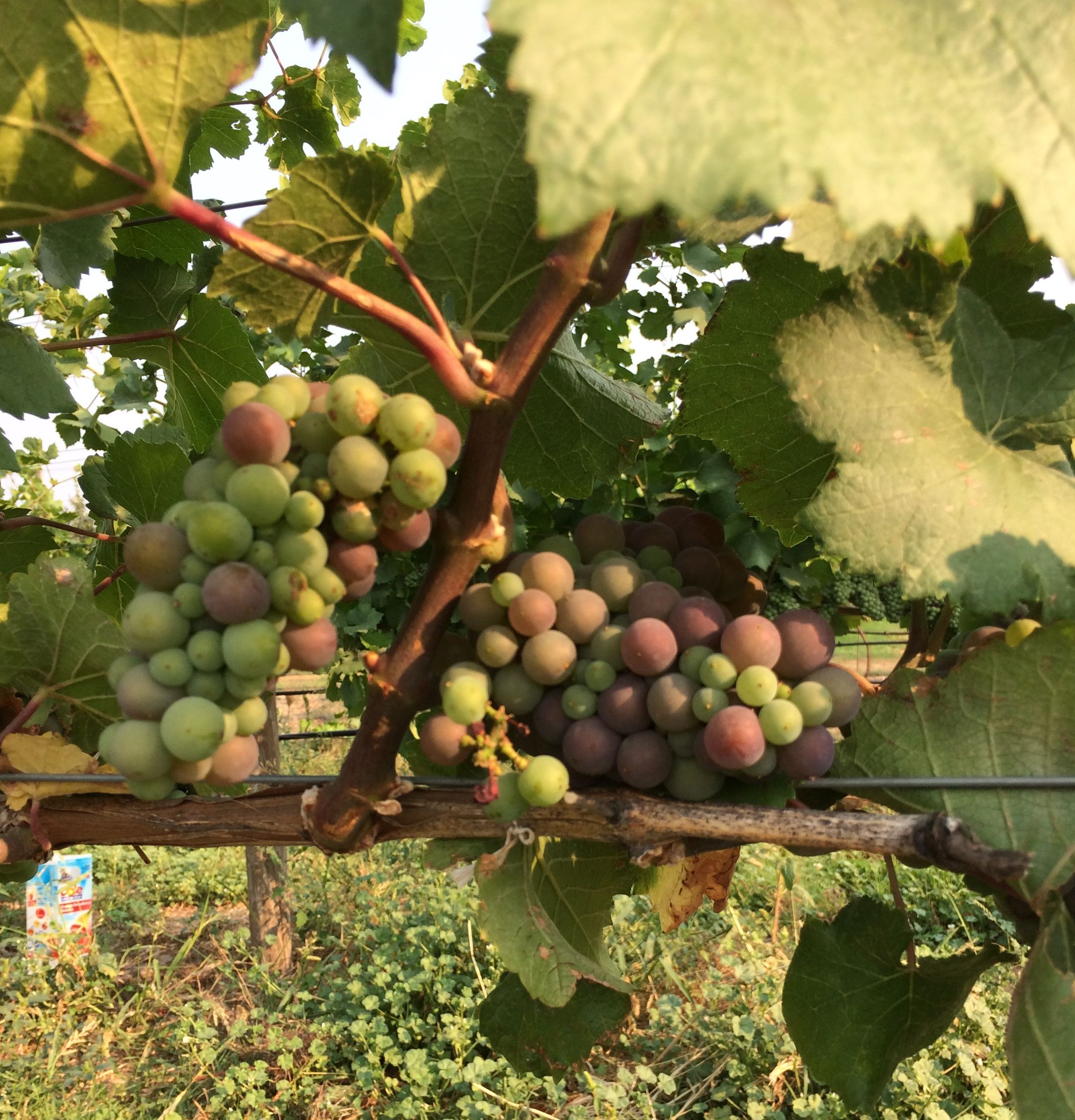 Grapes Ripening